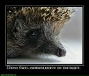 Фотография Торхова Алексея